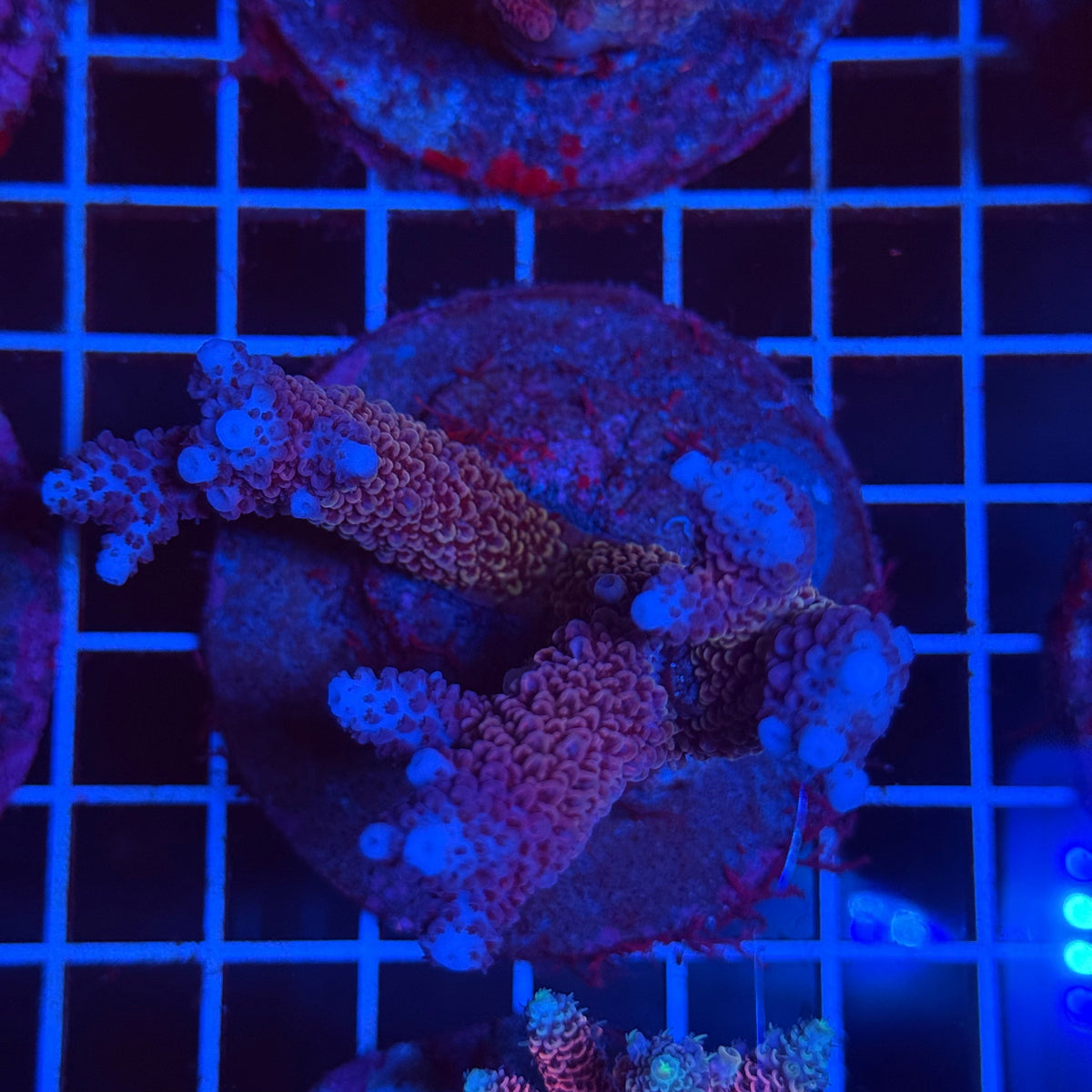 Acro Colony T3D2 colony