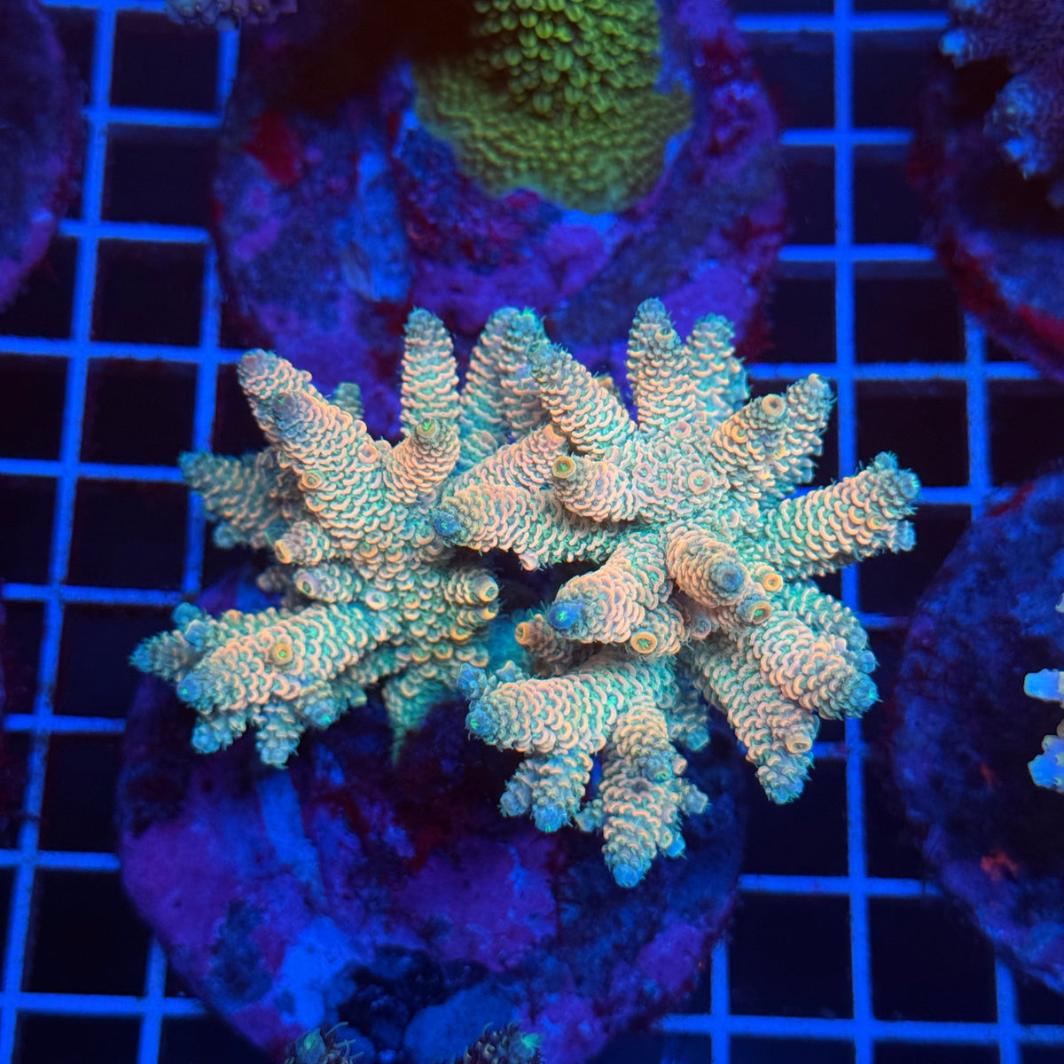Acro Colony T3D4 colony