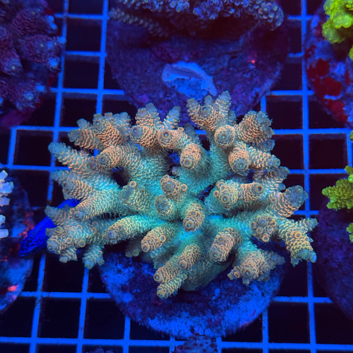 Acro Colony T3D6 colony