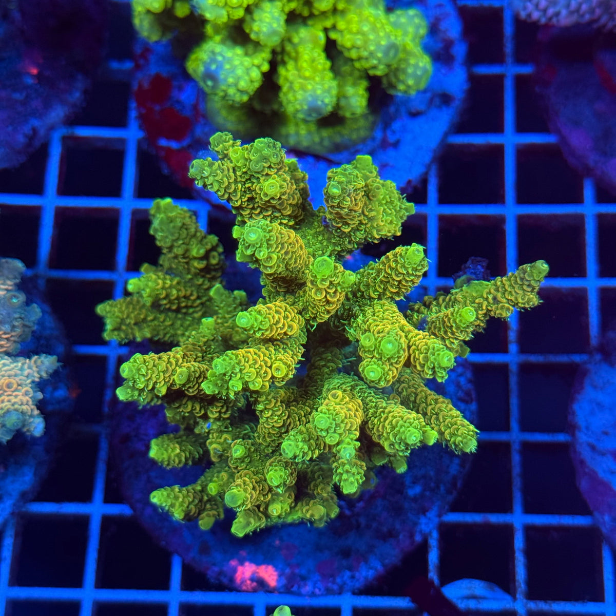 Acro Colony T3D7 colony
