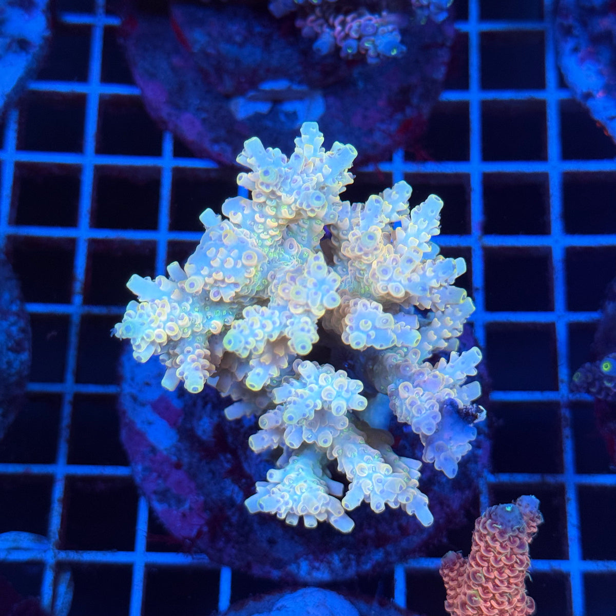 Acro Colony T3D8 colony