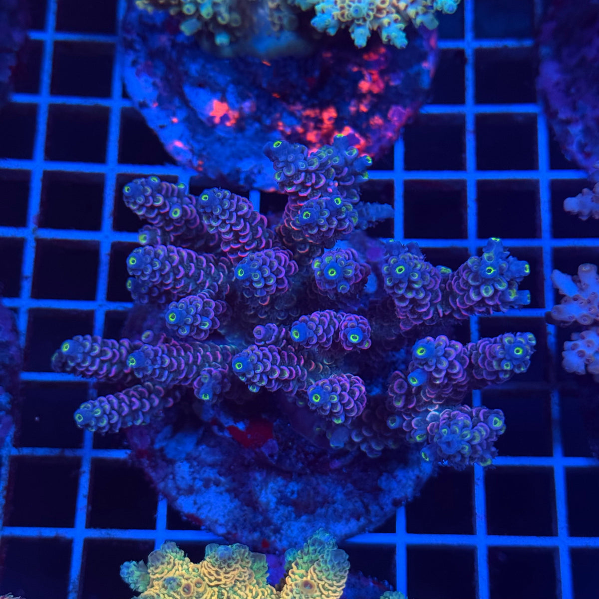 Acro Colony T3D9 colony