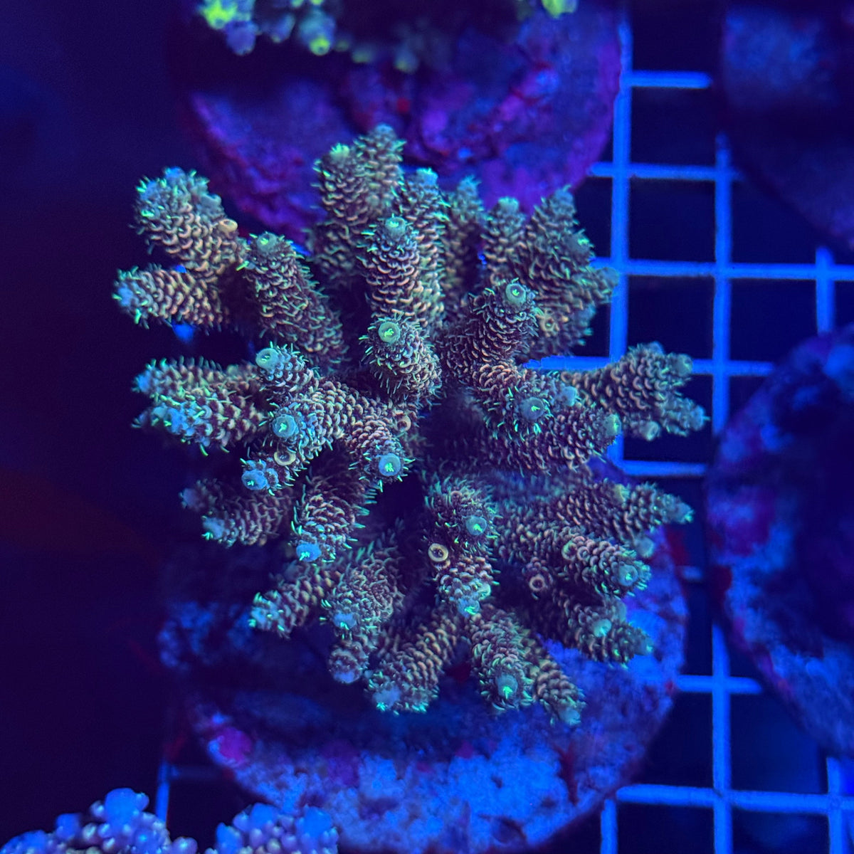 Acro Colony T3E1 colony