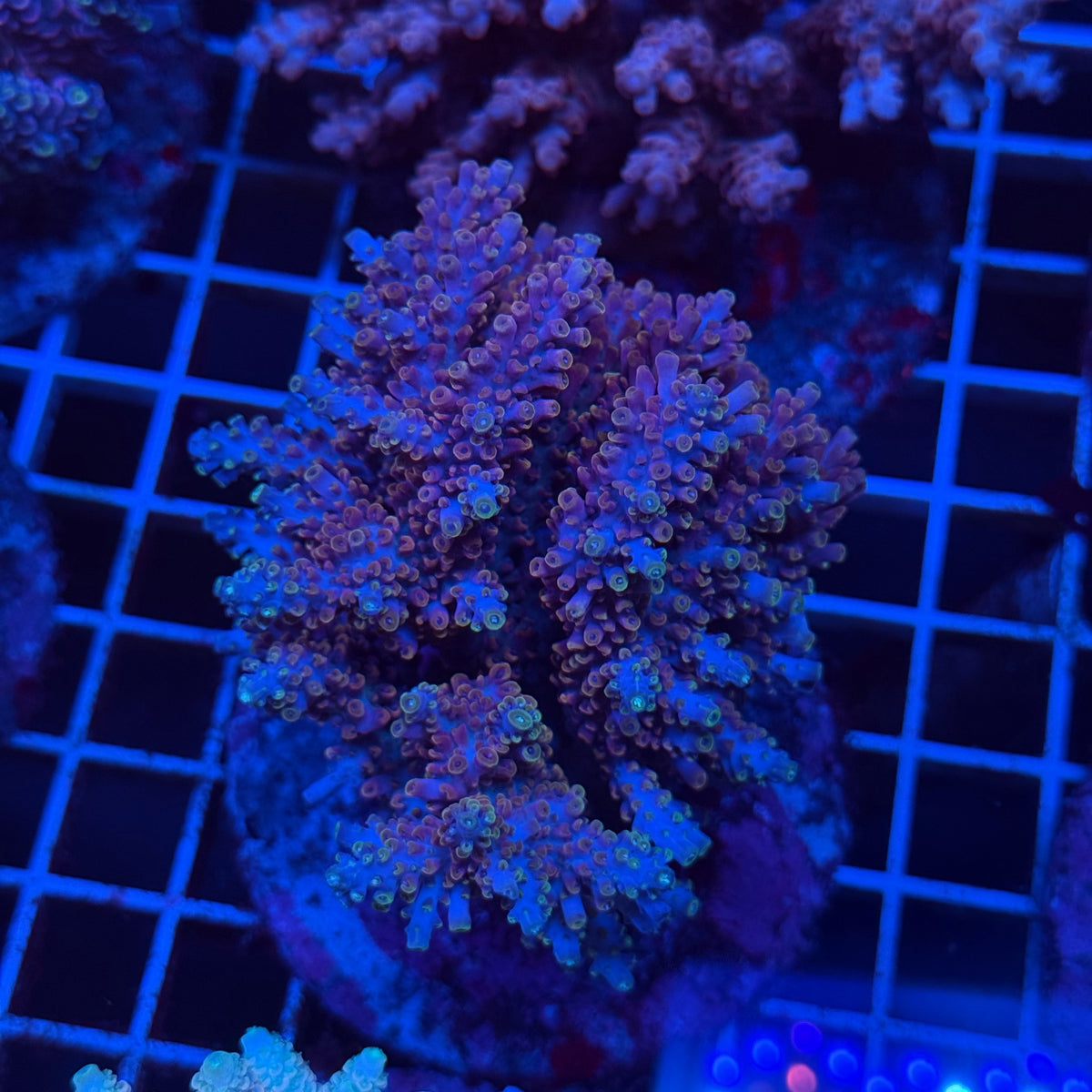Acro Colony T3E10 colony