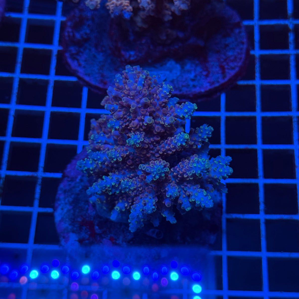 Acro Colony T3E12 colony