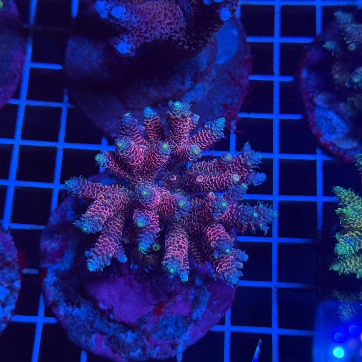 Acro Colony T3E2 colony