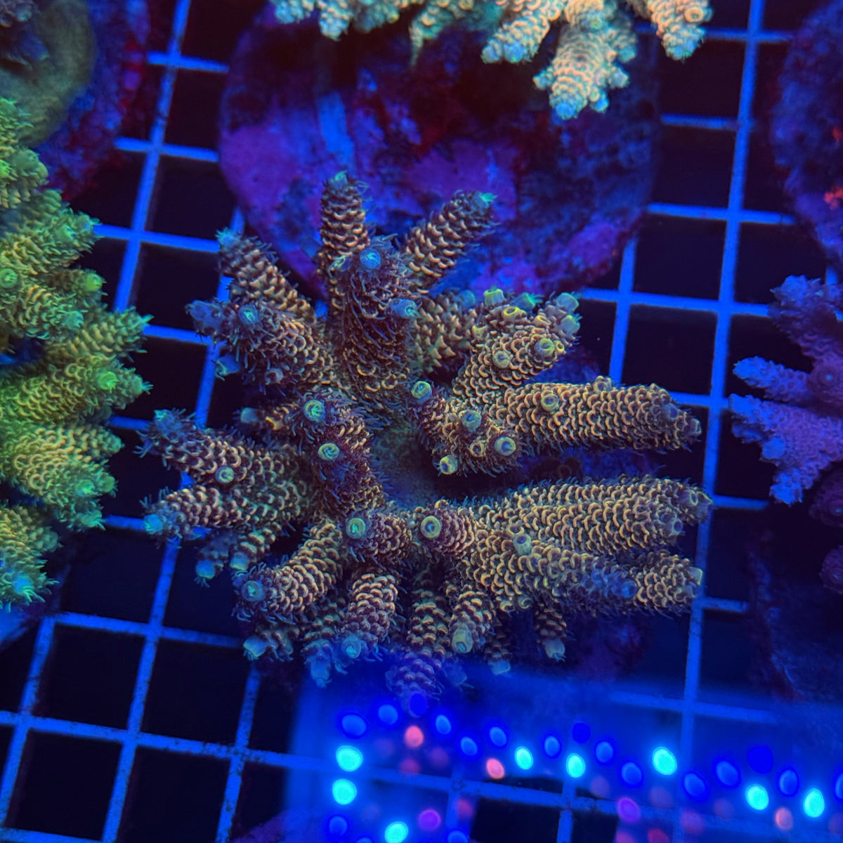 Acro Colony T3E4 colony