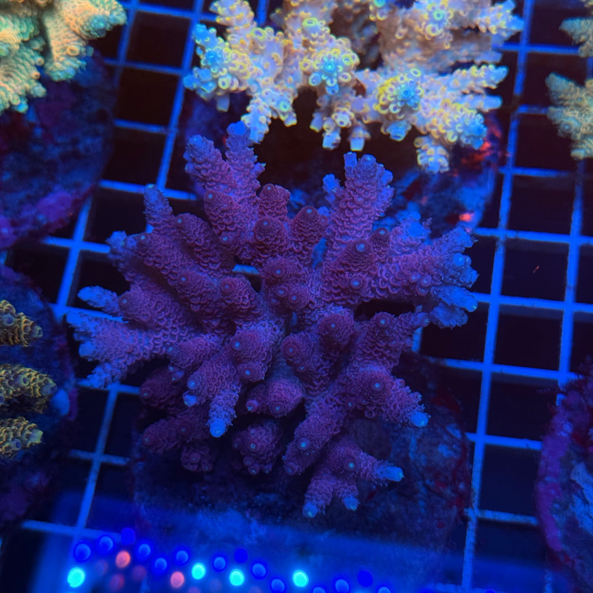 Acro Colony T3E5 colony