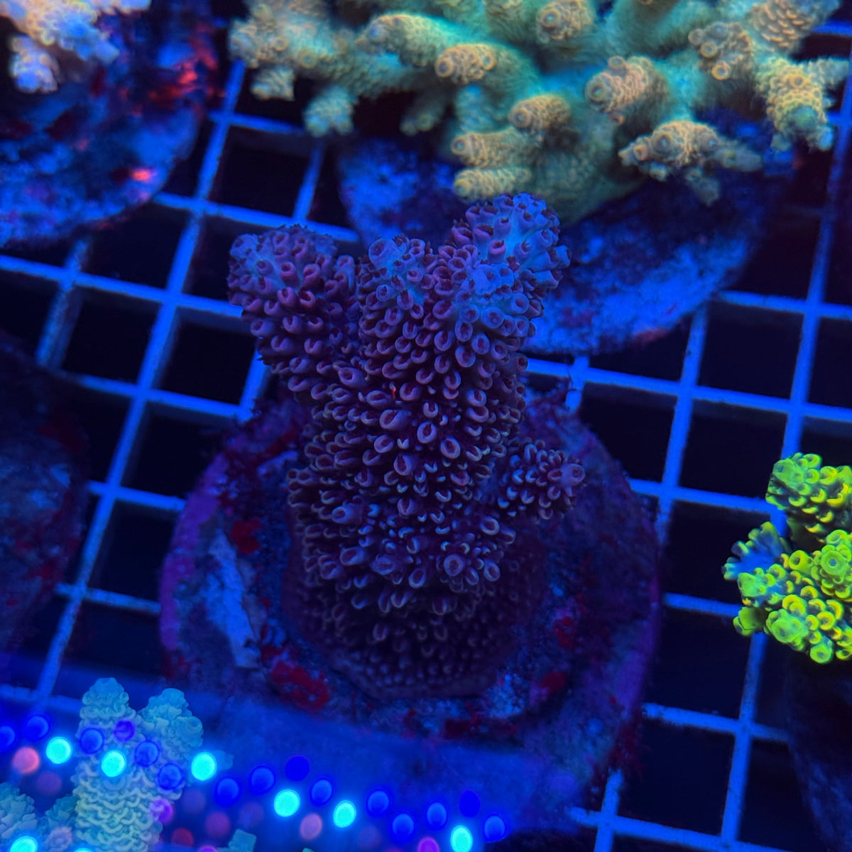 Acro Colony T3E6 colony