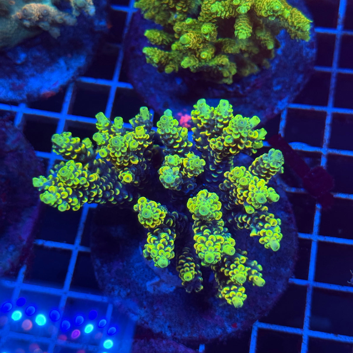 Acro Colony T3E7 colony