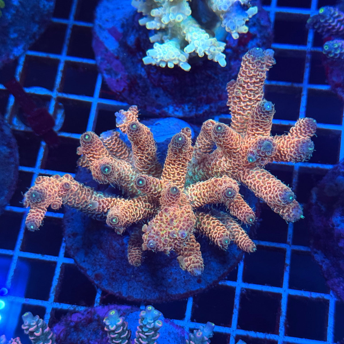 Acro Colony T3E8 colony