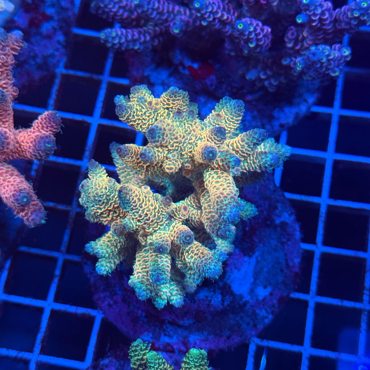 Acro Colony T3E9 colony