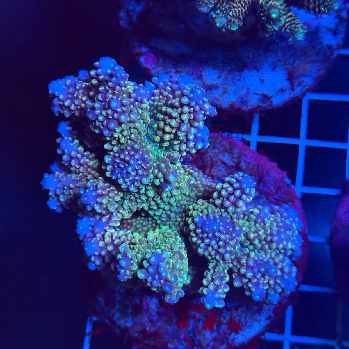 Acro Colony T3F1 colony