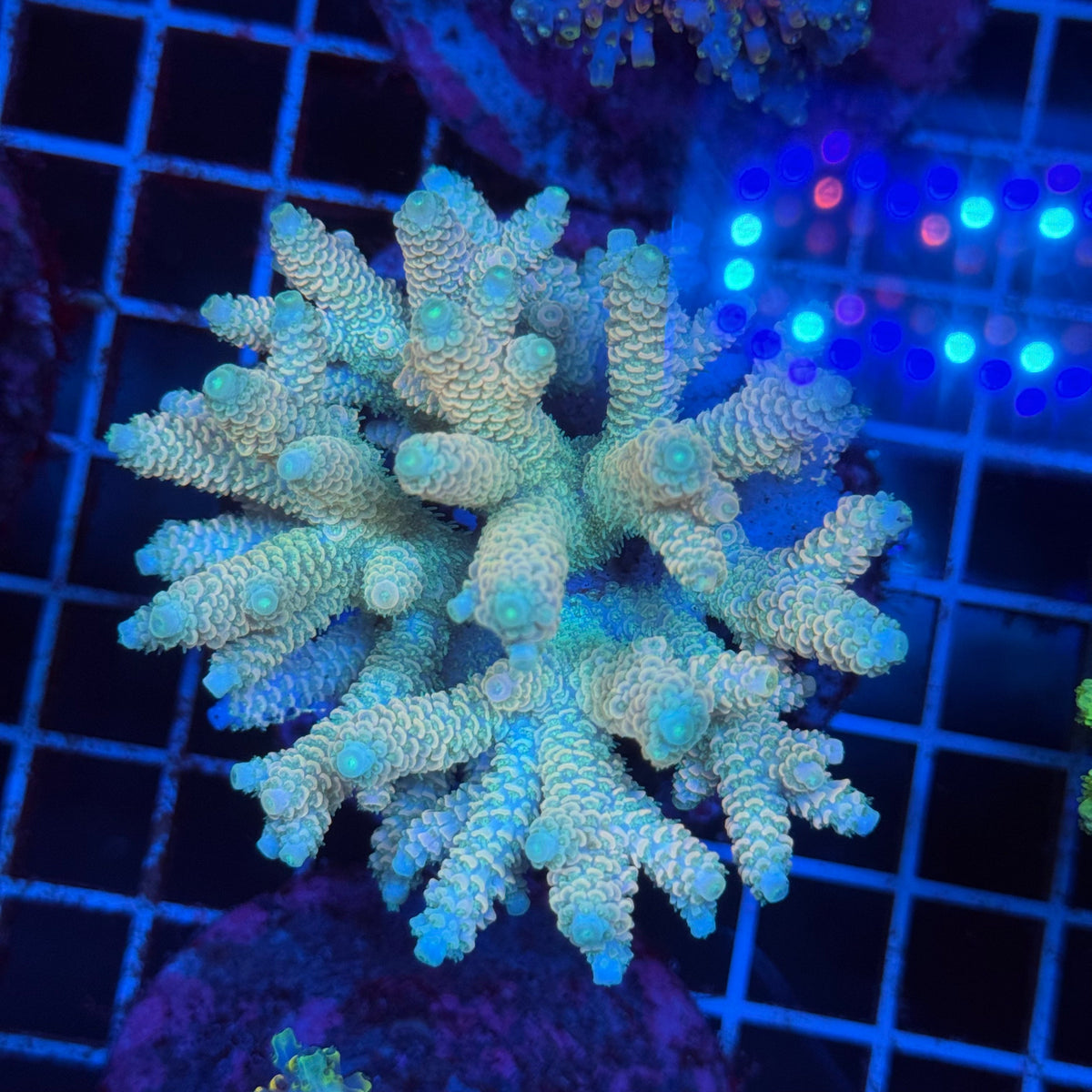 Acro Colony T3F10 colony