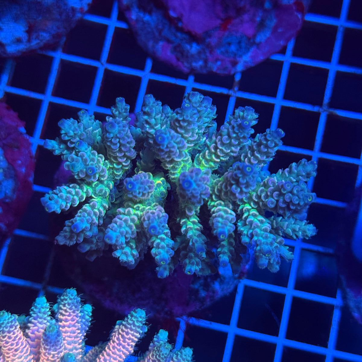 Acro Colony T3F2 colony
