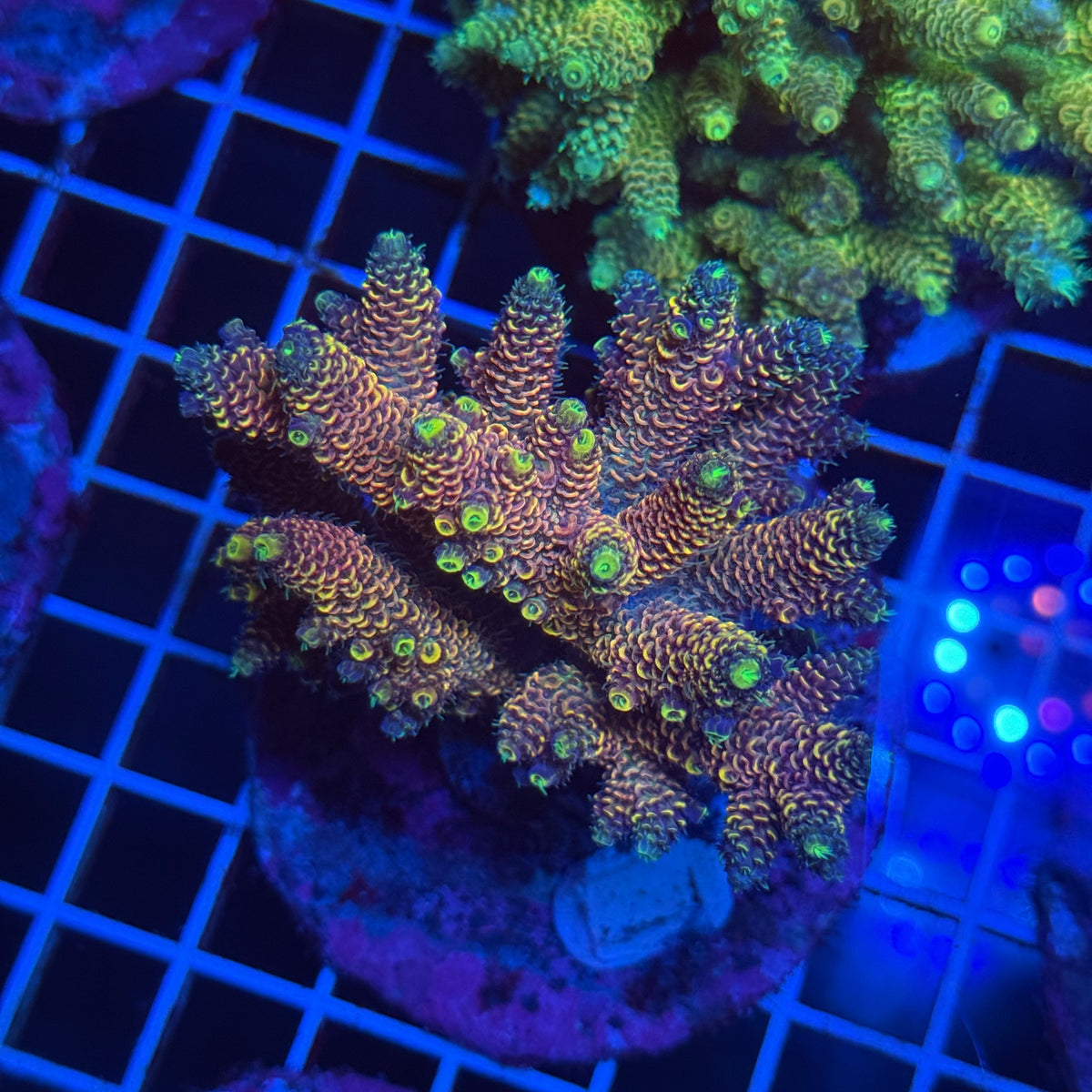Acro Colony T3F3 colony