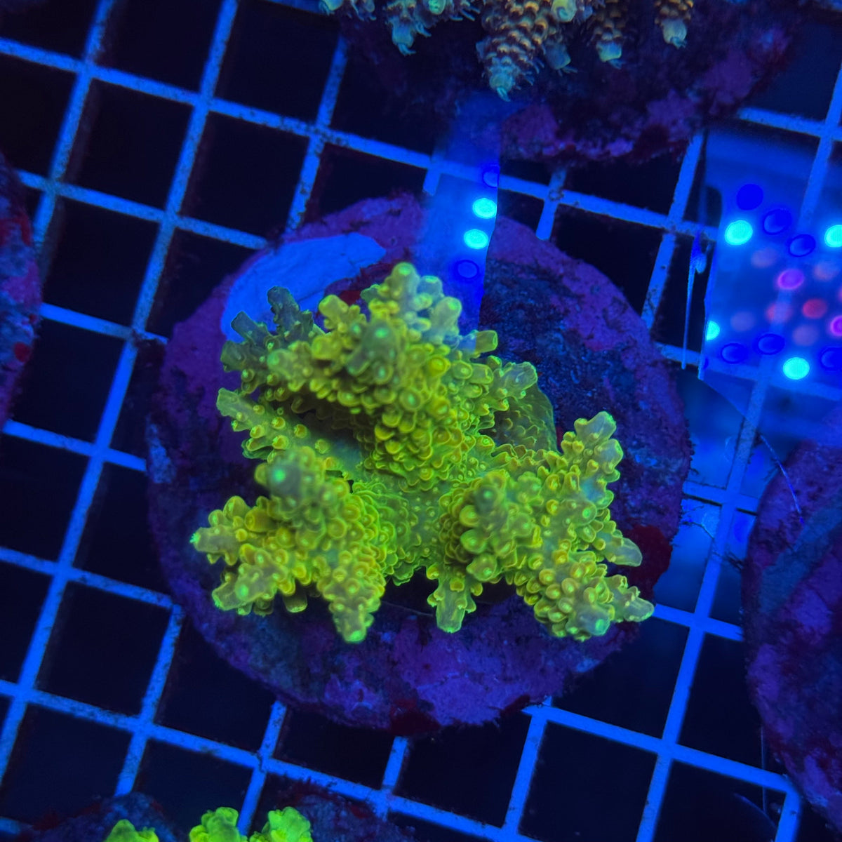 Acro Colony T3F4 colony