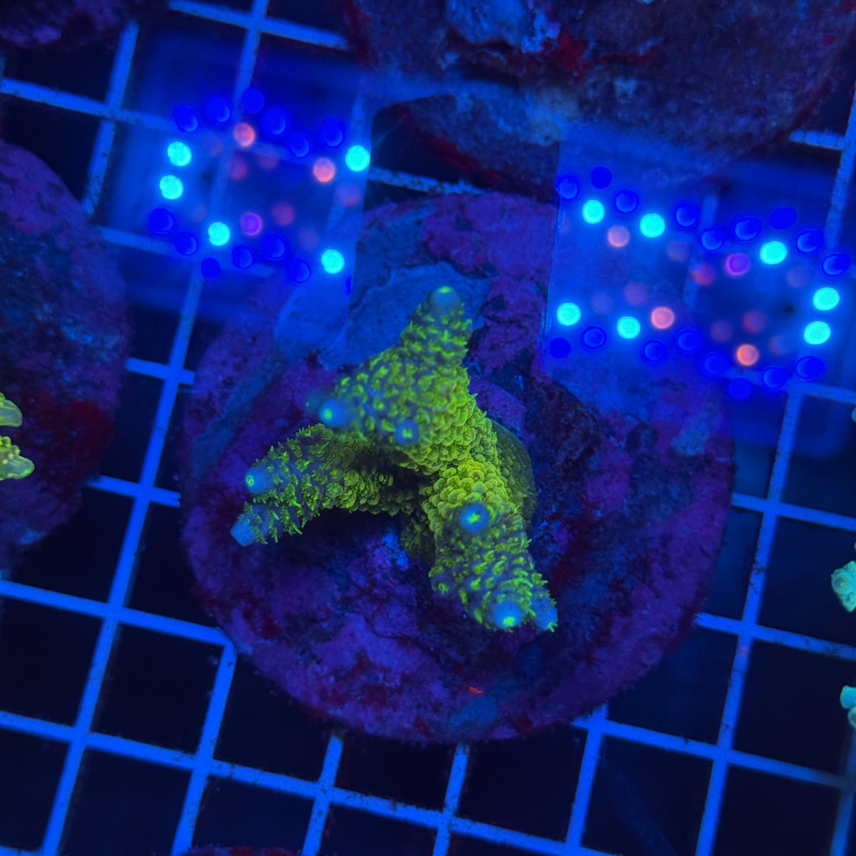 Acro Colony T3F5 colony