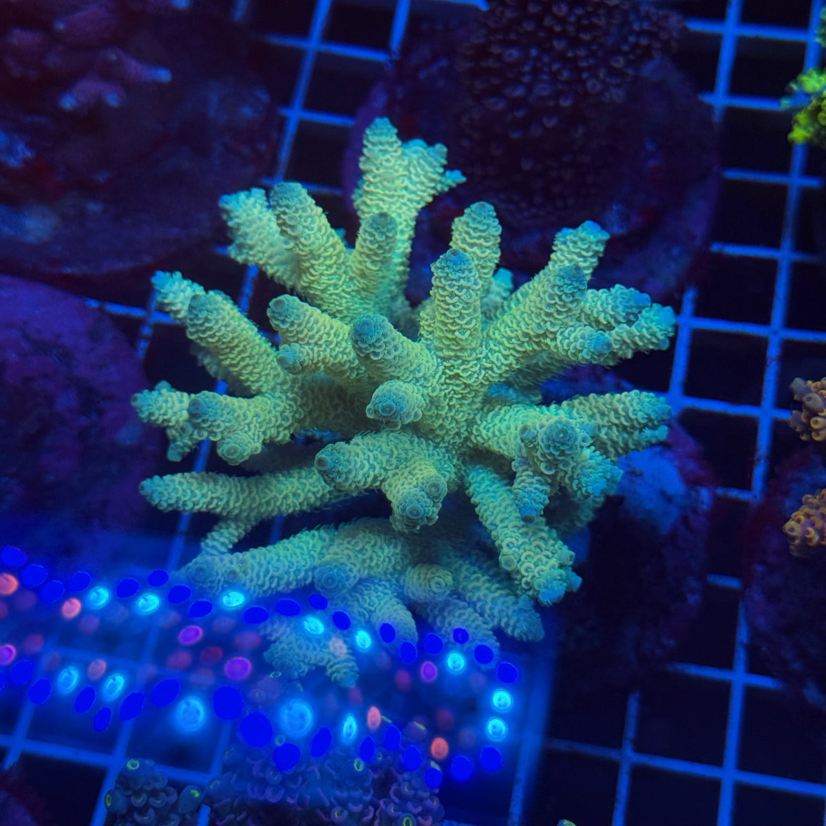 Acro Colony T3F6 colony