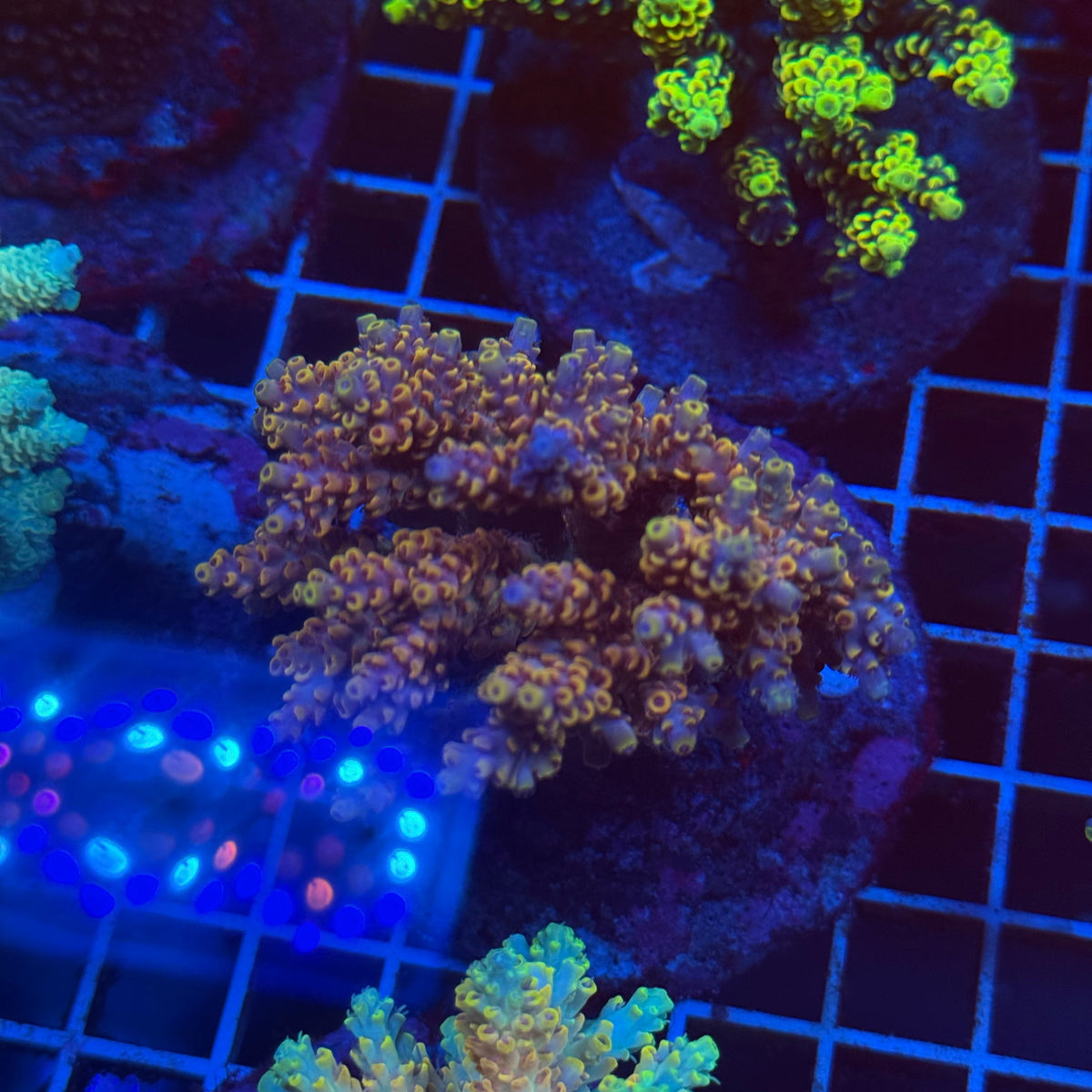 Acro Colony T3F7 colony
