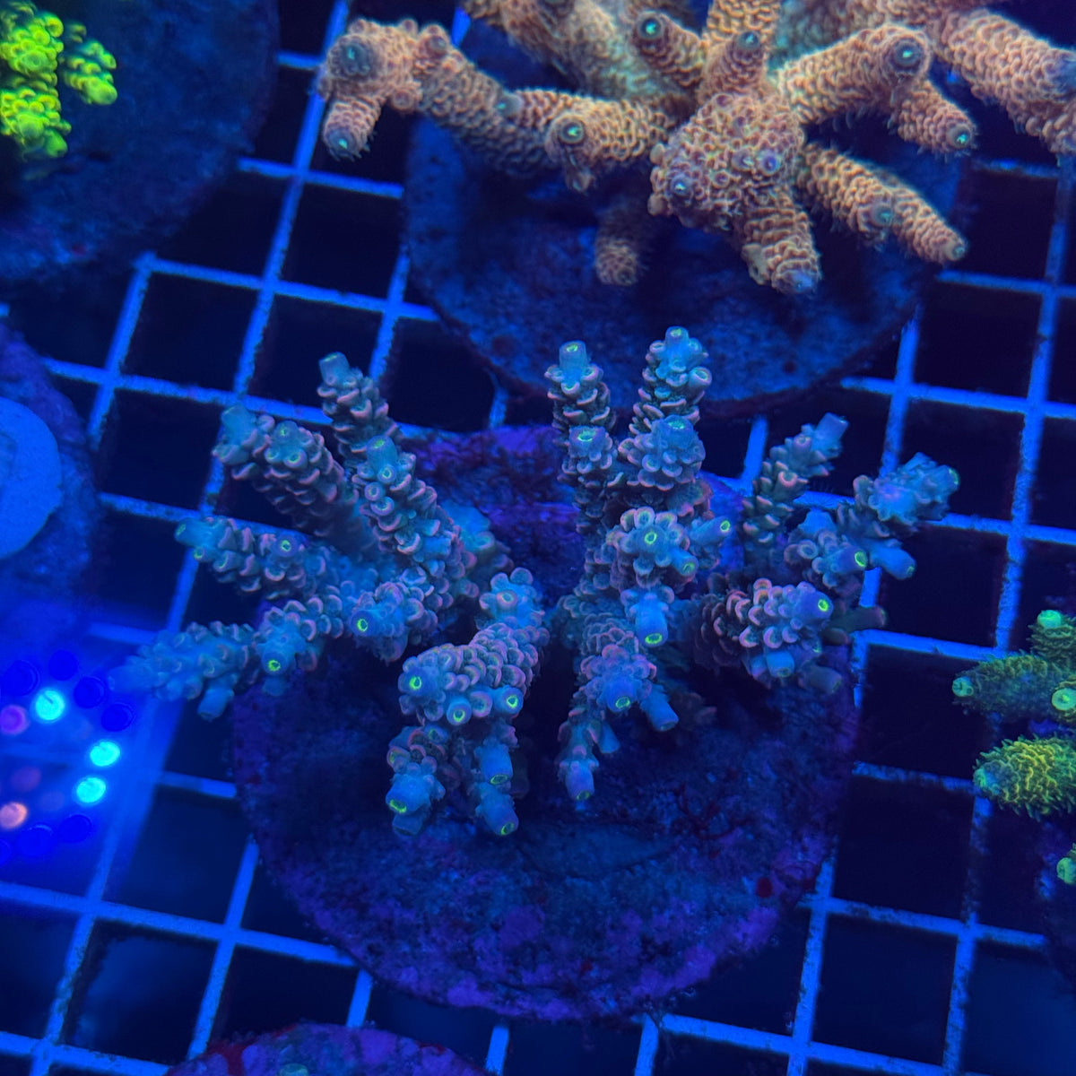 Acro Colony T3F8 colony