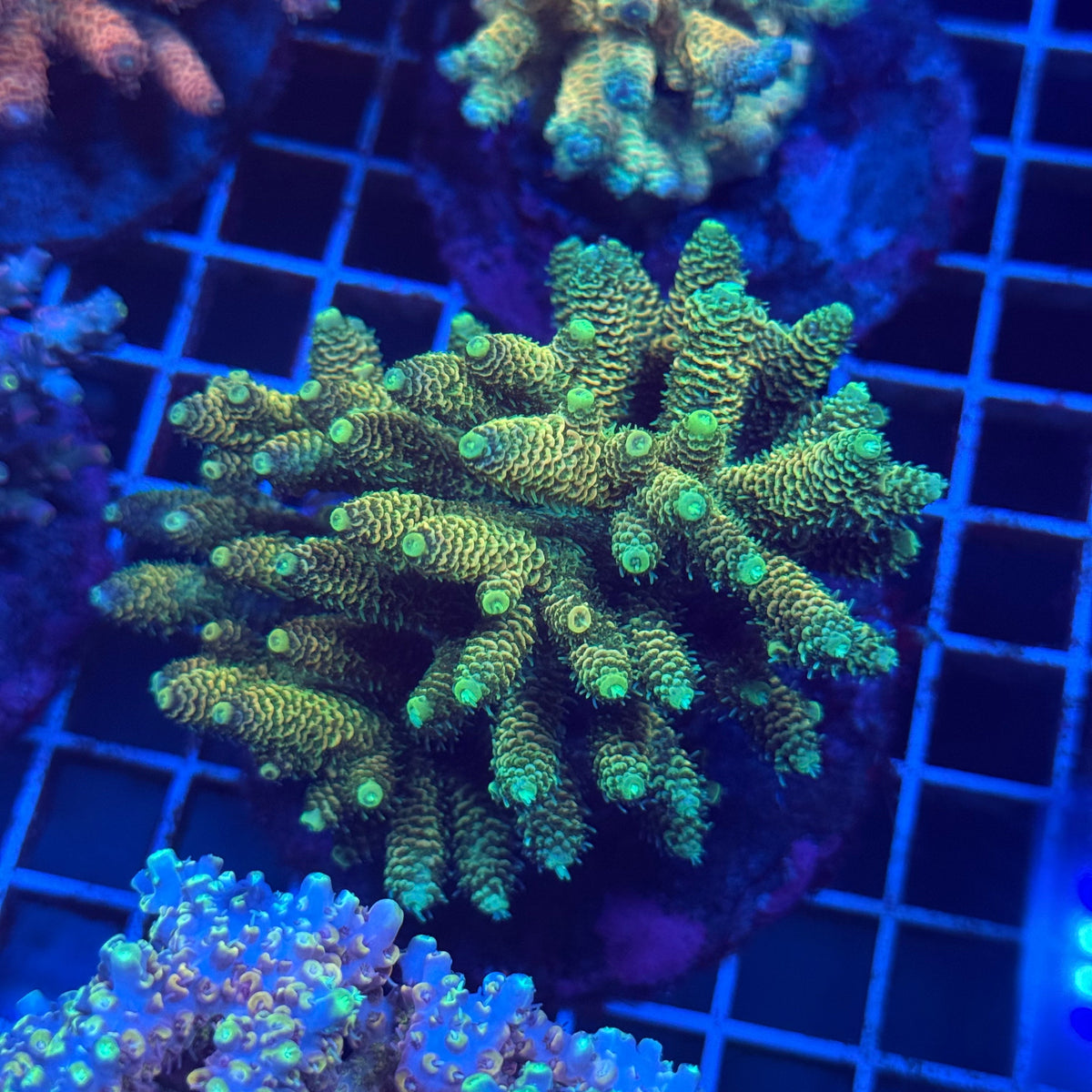 Acro Colony T3F9 colony
