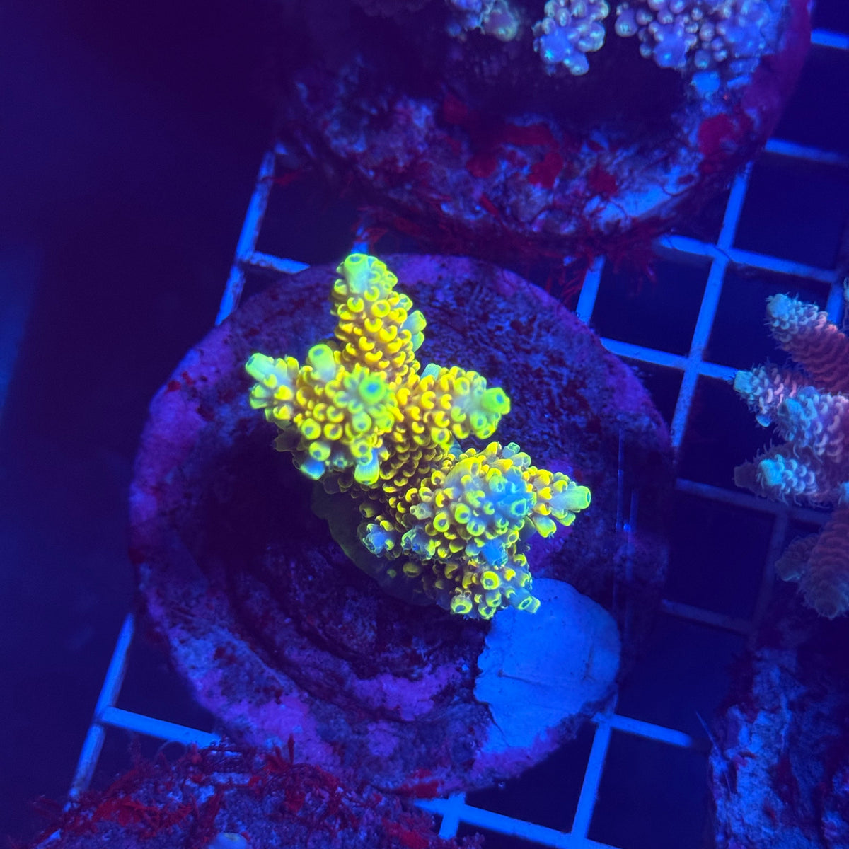 Acro Colony T3G1 colony