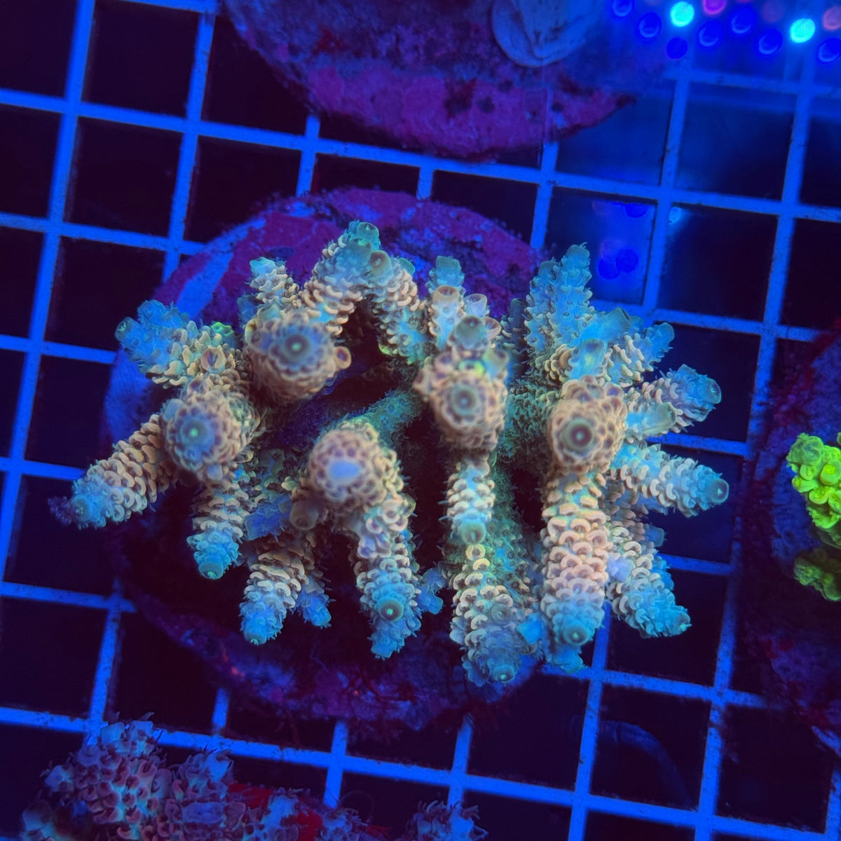 Acro Colony T3G3 colony