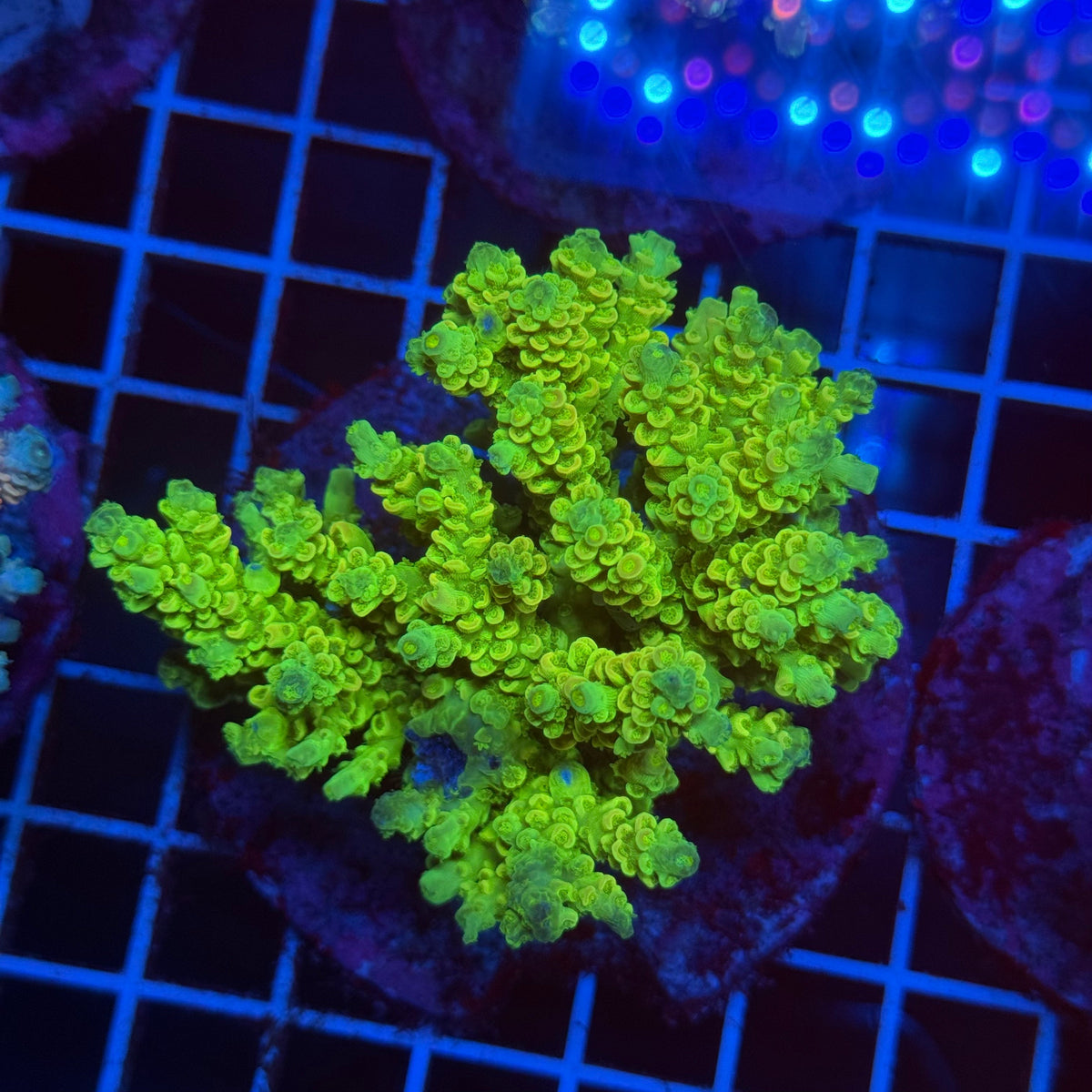 Acro Colony T3G4 colony