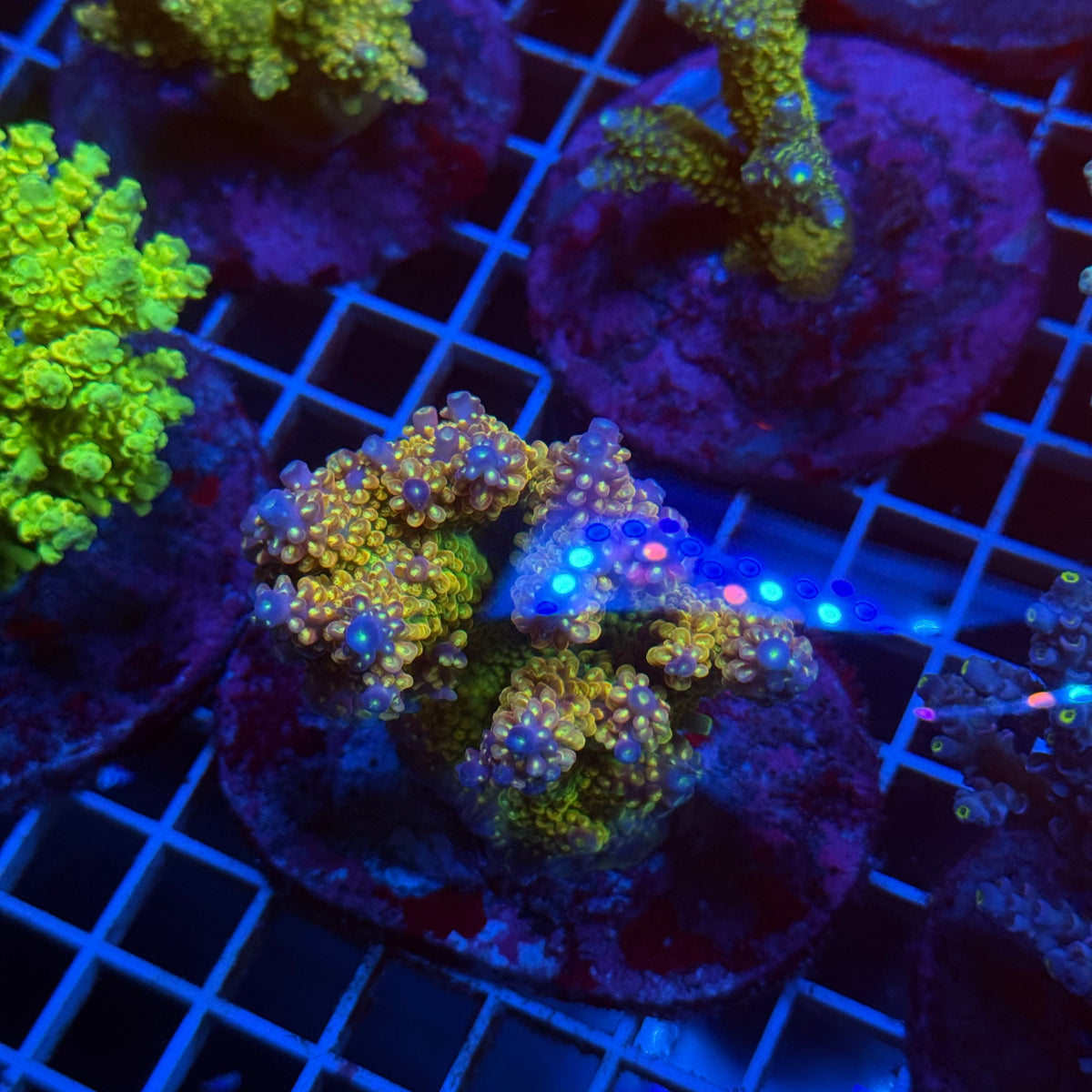 Acro Colony T3G5 colony