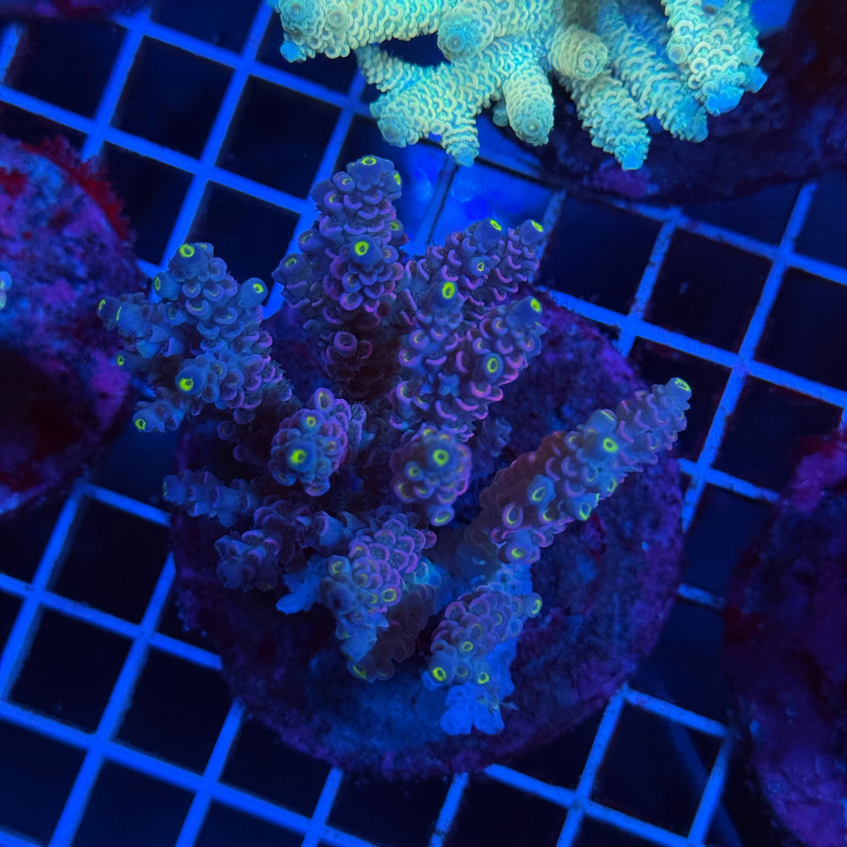 Acro Colony T3G6 colony