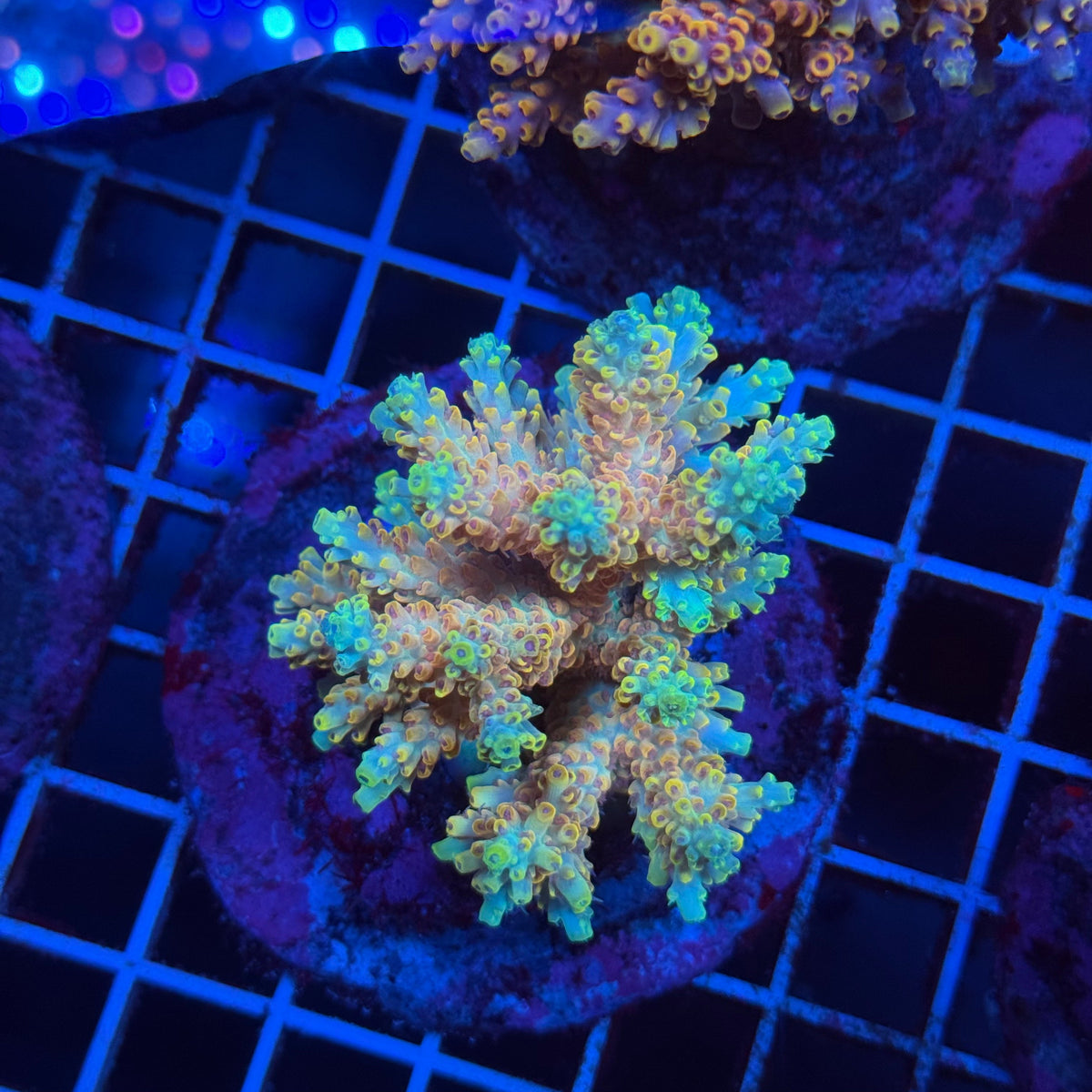 Acro Colony T3G7 colony