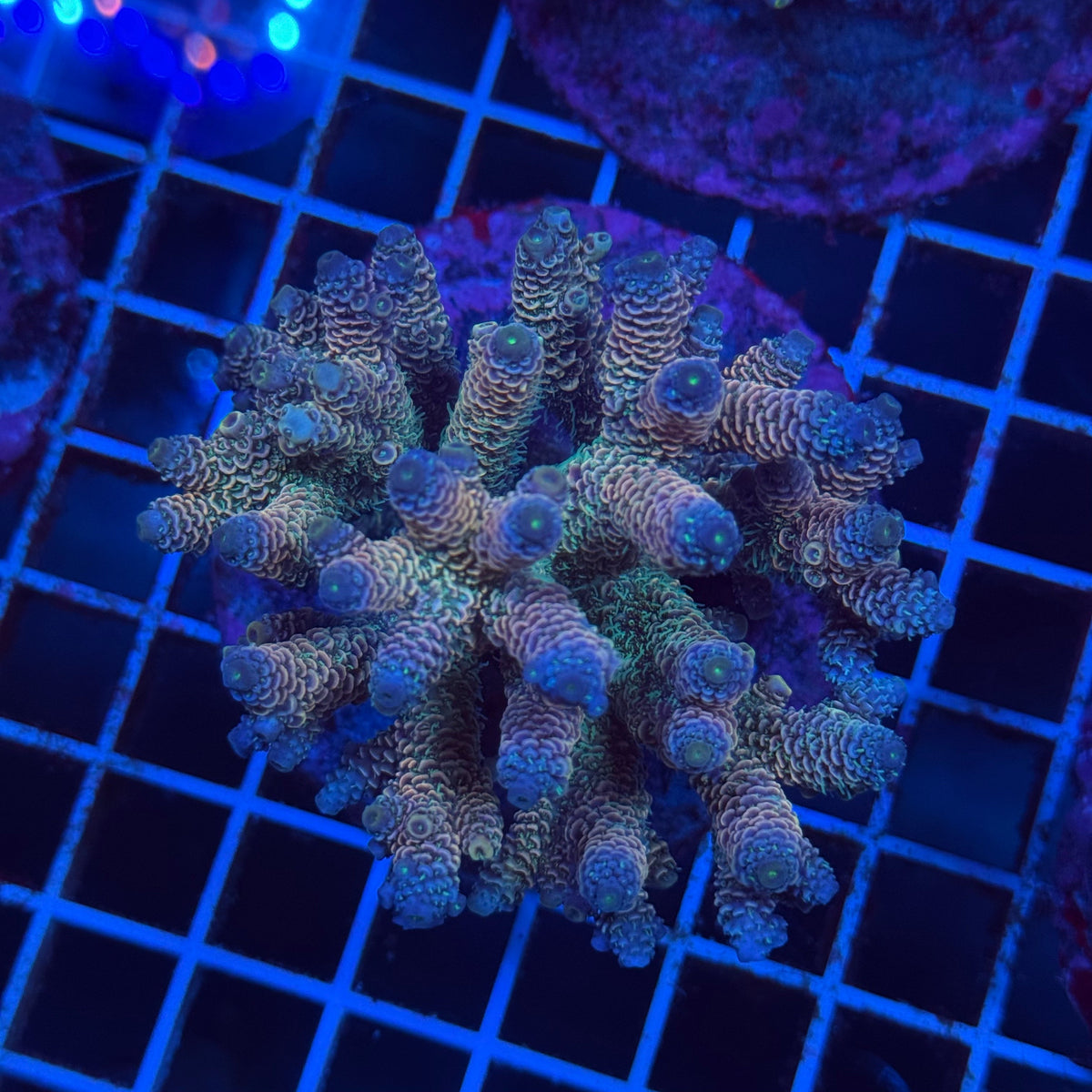 Acro Colony T3G8 colony