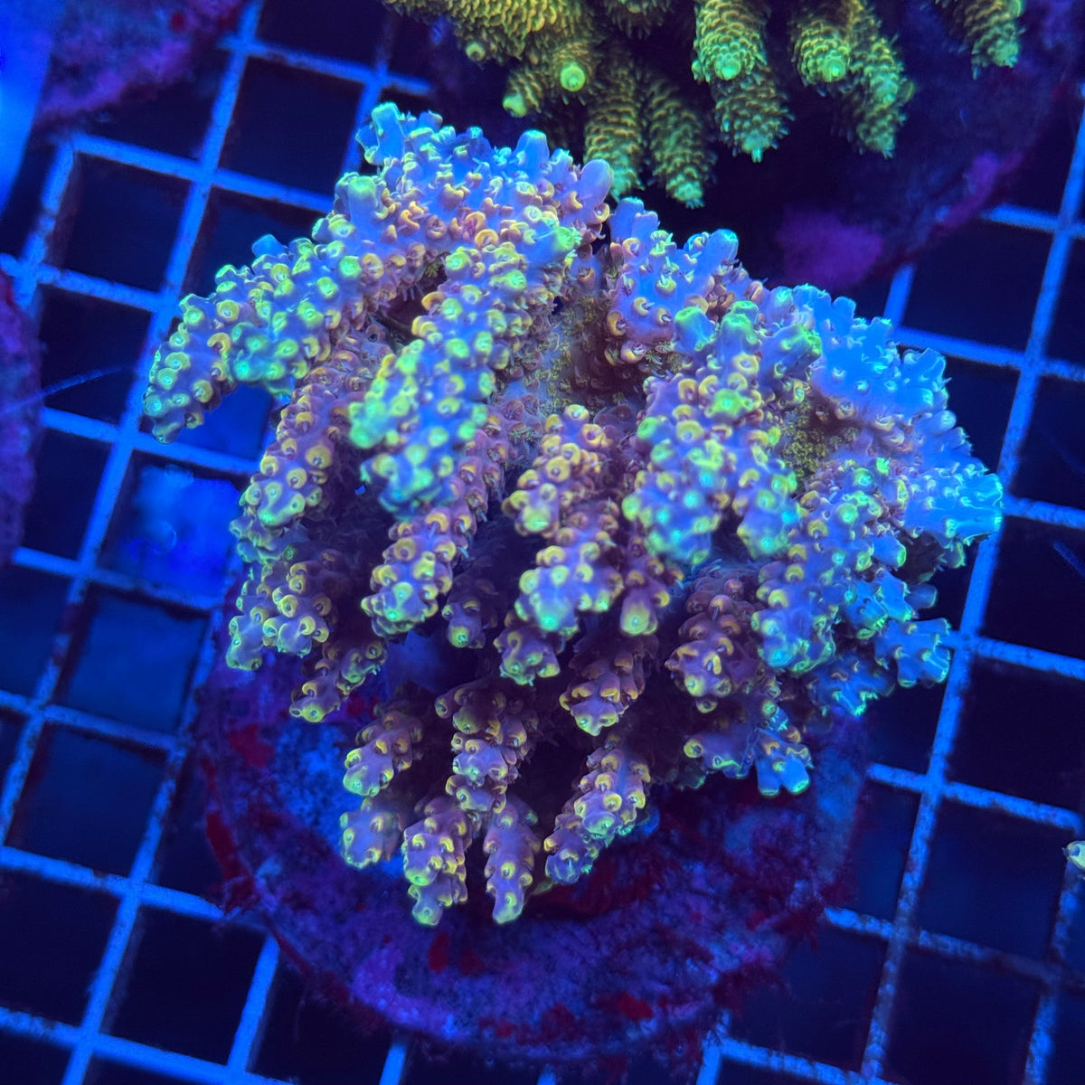 Acro Colony T3G9 colony
