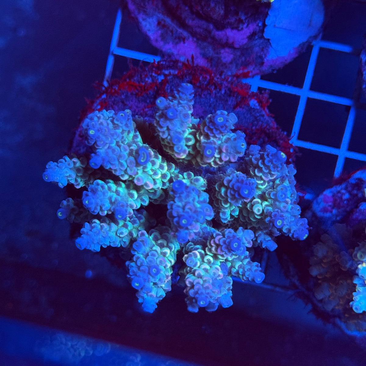 Acro Colony T3H1 colony