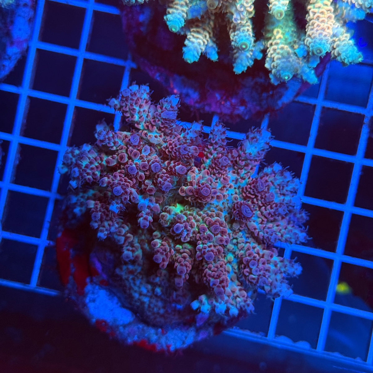 Acro Colony T3H3 colony