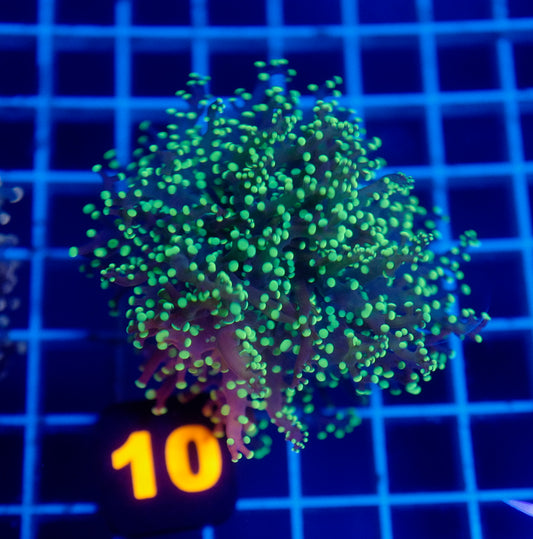 (WYSIWYG) Auc 10 - Green Dot Frogspawn