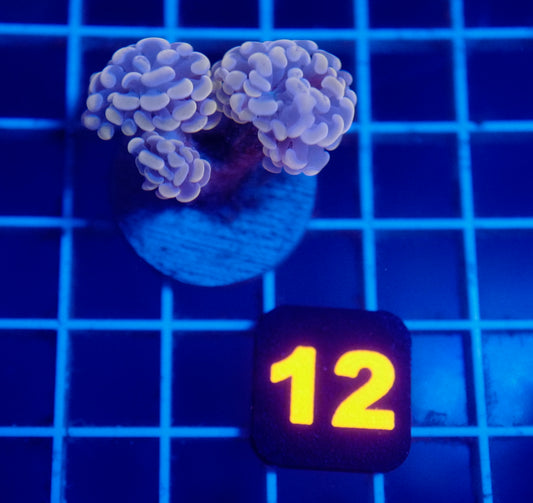 (WYSIWYG) Auc 12 - Rose Gold Hammer Mini Colony
