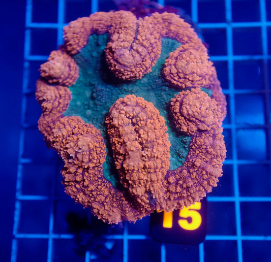(WYSIWYG) Auc 15 - Orange Crush Symphyllia (Large)