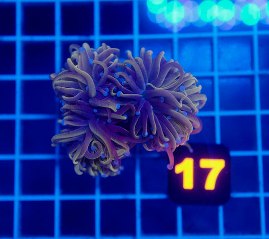 (WYSIWYG) Auc 17 - Wolverine Torch Mini Colony