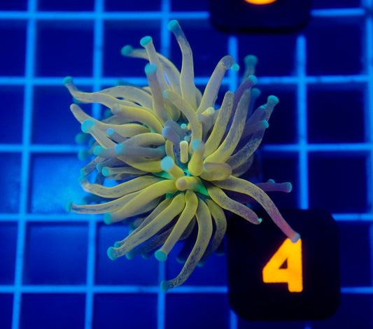 (WYSIWYG) Auc 4 - Tiger Torch (Green Mouth)