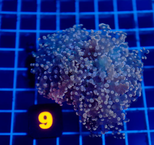 (WYSIWYG) Auc 9 - Pink Dot Frogspawn Mini Colony