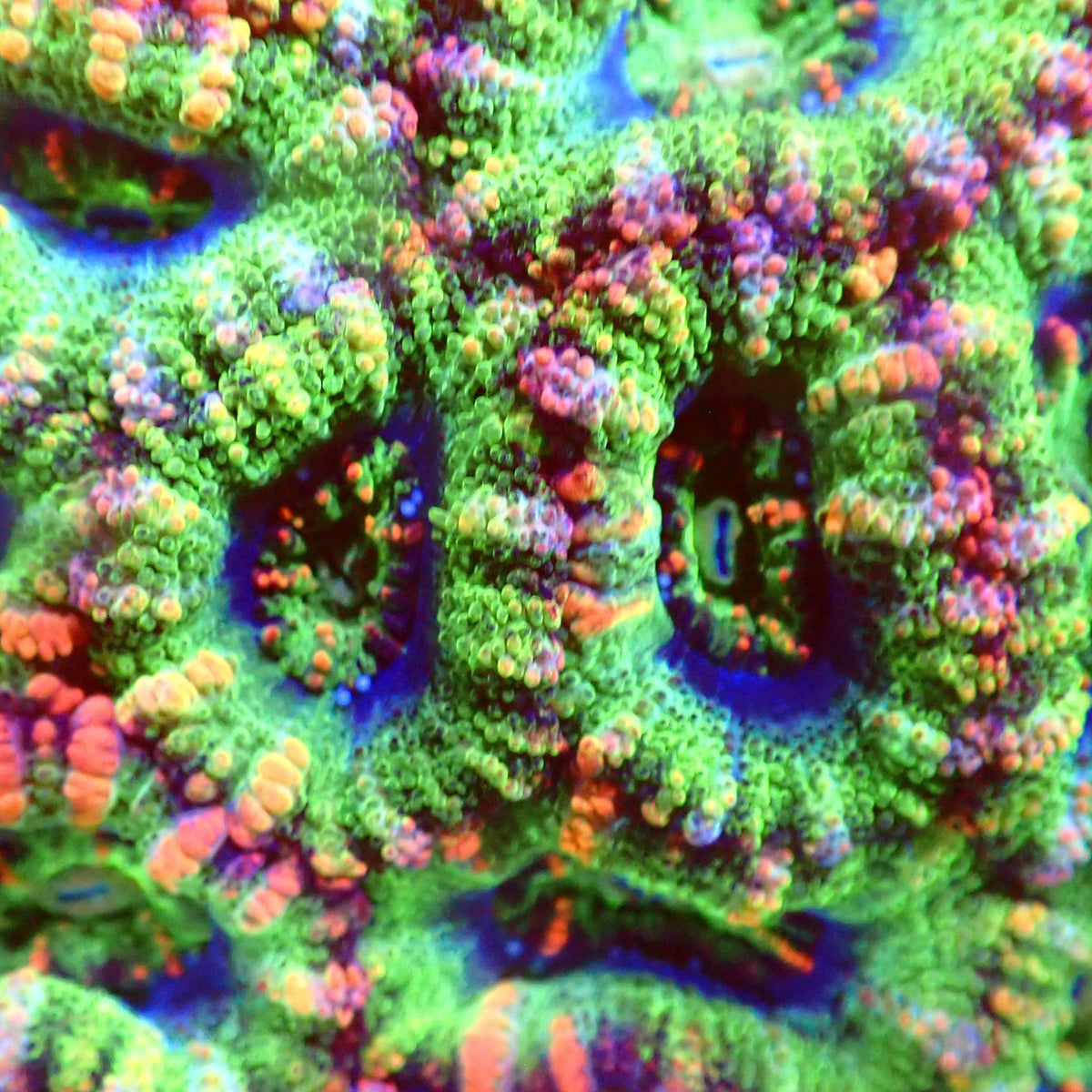 Skittles Acan Frag