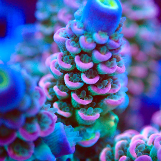 UWA Skittles Tenuis mother colony macro