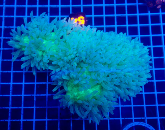 (WYSIWYG) Solomon Elegance Coral 54 XL