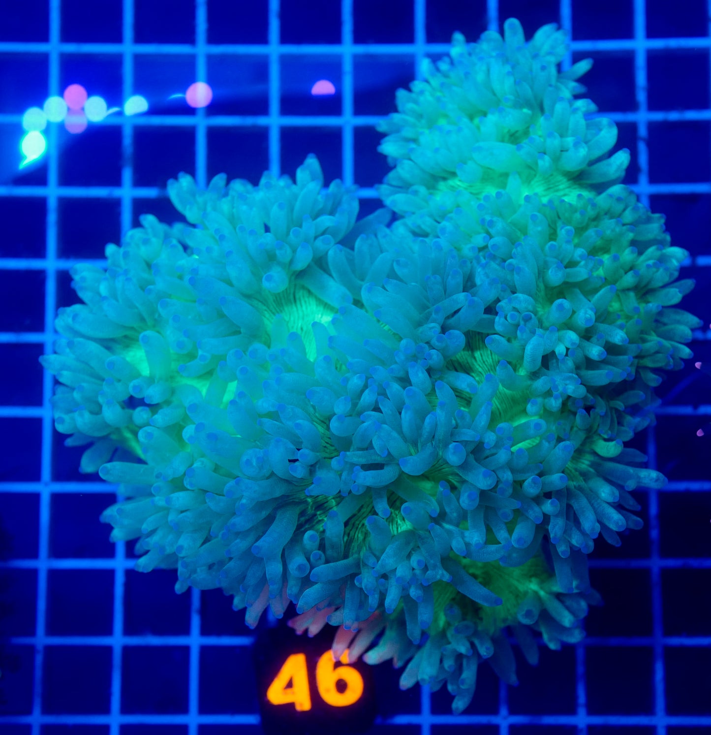 (WYSIWYG) Solomon Elegance Coral 46 XL
