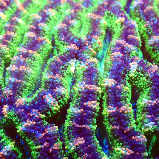 Sour Worms Acan Frag