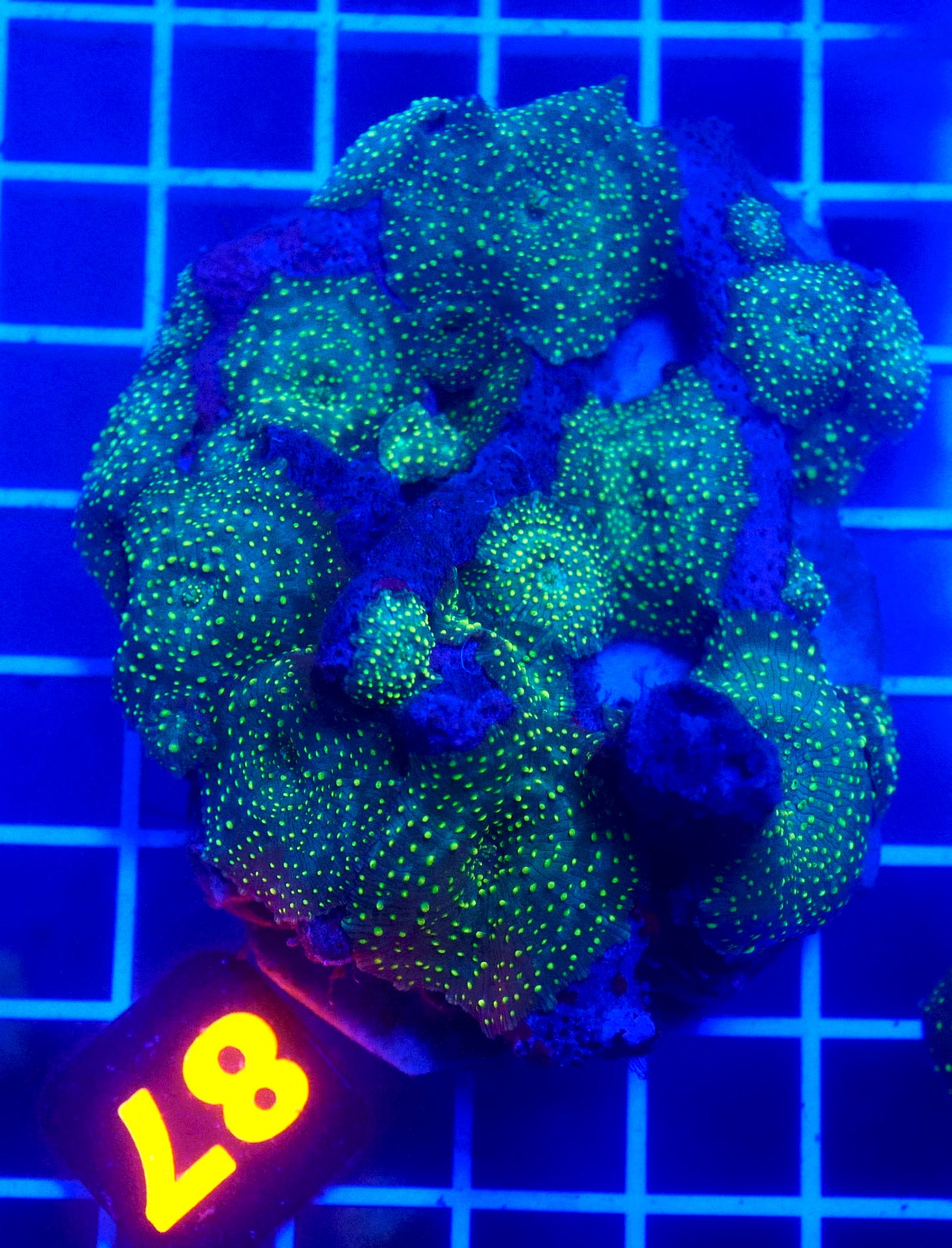 (WYSIWYG) Spotted Mushroom Colony