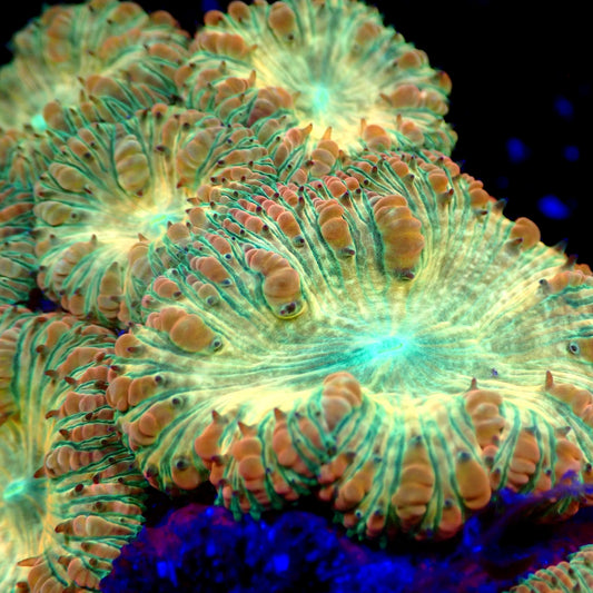 Sunkist Blasto — citrus gold polyps with teal veins