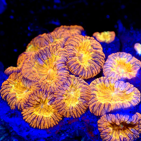 Sunrise Blasto — amber and violet striped polyps